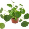 Pilea Peperomioides (Glückstaler)