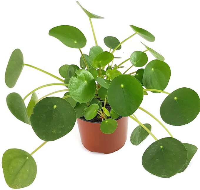 Pilea Peperomioides (Glückstaler)