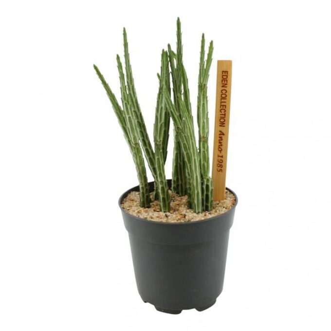 Senecio Stapeliaeformis 11_plantlovers