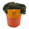 Sinocrassula Yunnanensis Napoli Noire 12_plantlovers