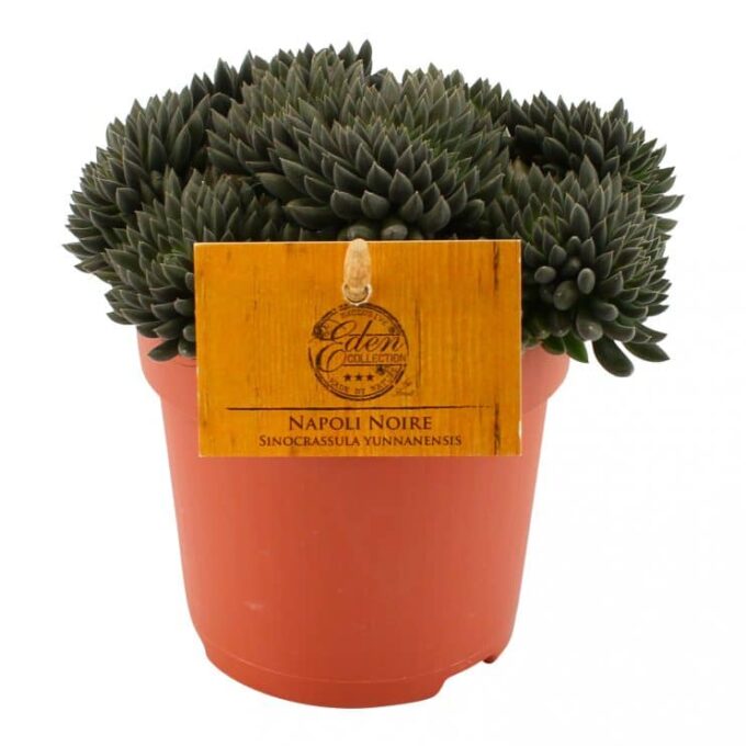 Sinocrassula Yunnanensis Napoli Noire 12_plantlovers