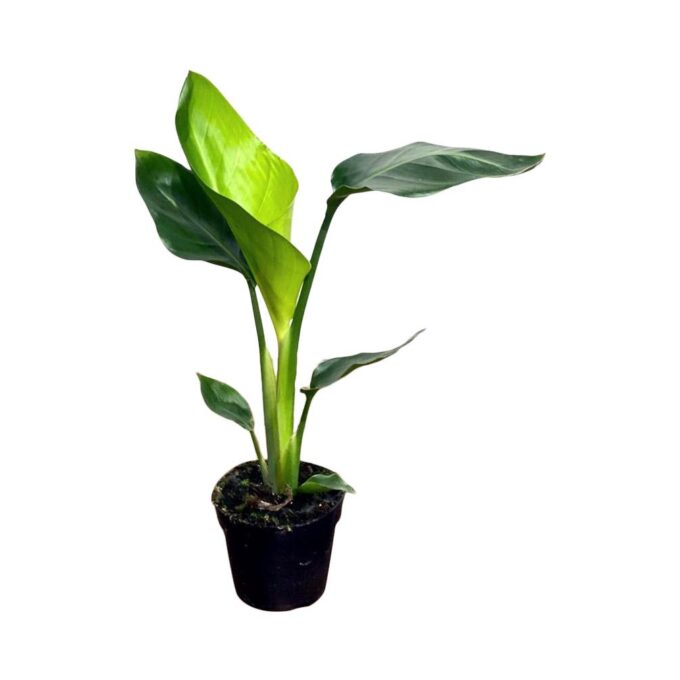 Strelitzia Nicolai Baumstrelitzie 12 cm Topf