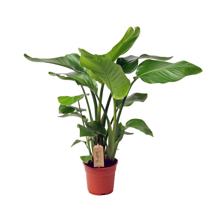 Strelitzia Nicolai Baumstrelitzie