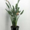 Strelitzia Reginae Pradiesvogelblume 27_plantlovers