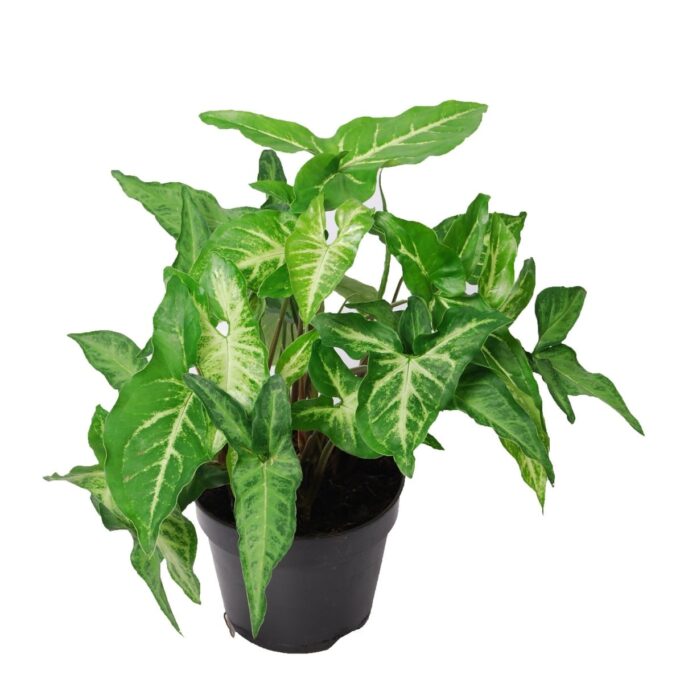 Syngonium Angustatum Purpurtute 12_plantlovers