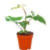 Syngonium Podophyllum Albo Variegata Purpurtute plantlovers