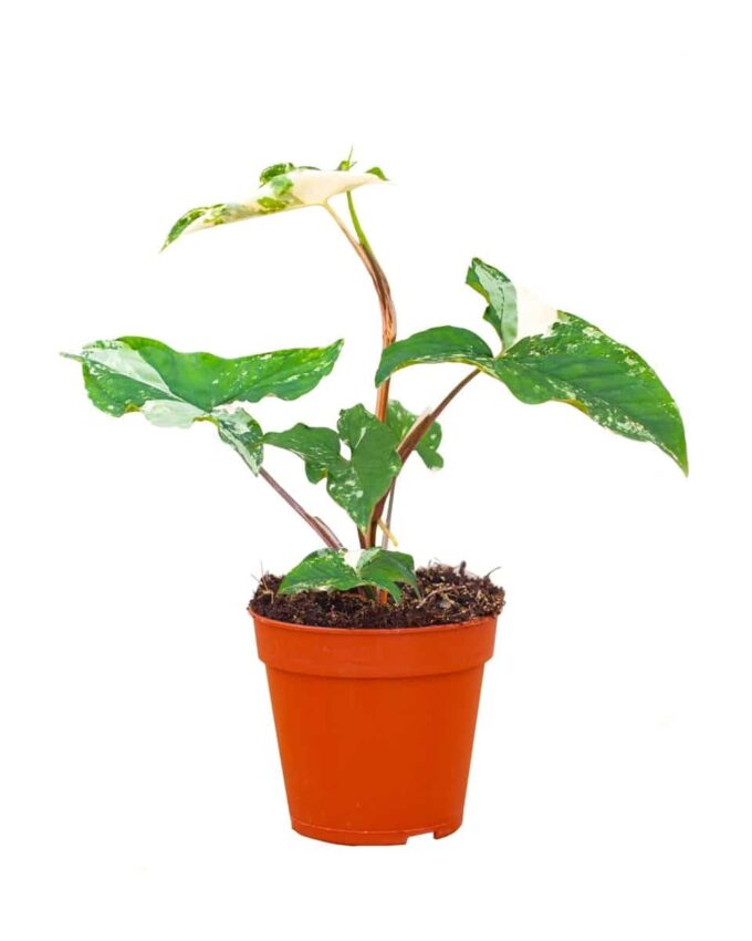 Syngonium Podophyllum Albo Variegata Purpurtute plantlovers