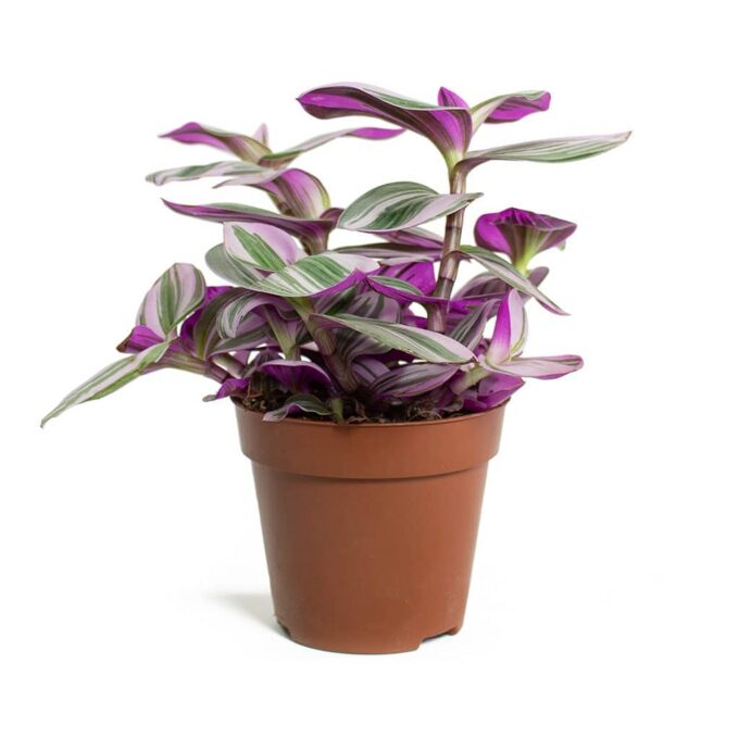 Tradescantia Albiflora Nanouk 12_plantlovers.