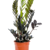 Zamioculcas zamiifolia Raven (Glücksfeder)