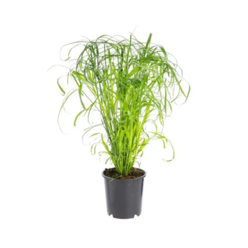 cyperus alternifolius zyperngras 14