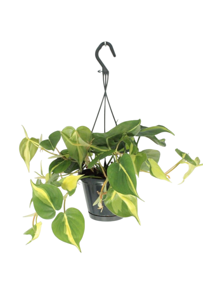 planting java moss Java Moss | Java Moss for Sale main image 0