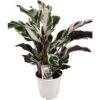 Calathea Fusion White Korbmarante 14_plantlovers