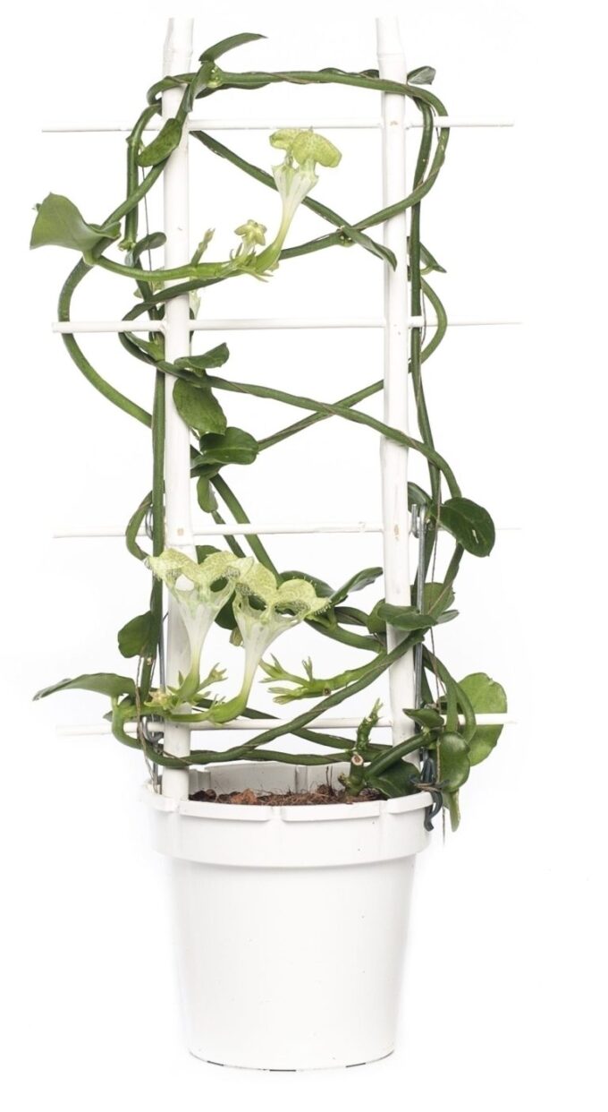 Ceropegia African Parachute 12 plantlovers