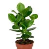 Clusia Rosea (Balsamapfel)