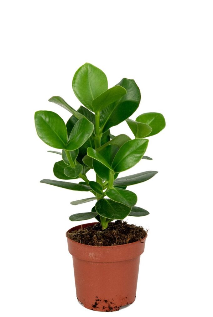 Clusia Rosea (Balsamapfel)