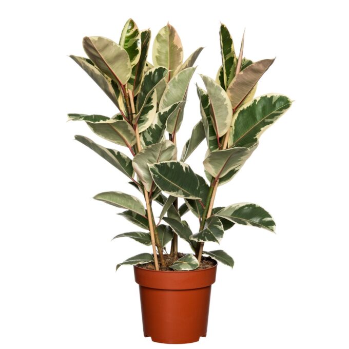 Ficus Elastica Tineke 19 plantlovers