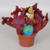 Sarracenia Maroon Schlauchpflanze