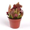 Aphelandra_White_Wash_12_plantlovers_30