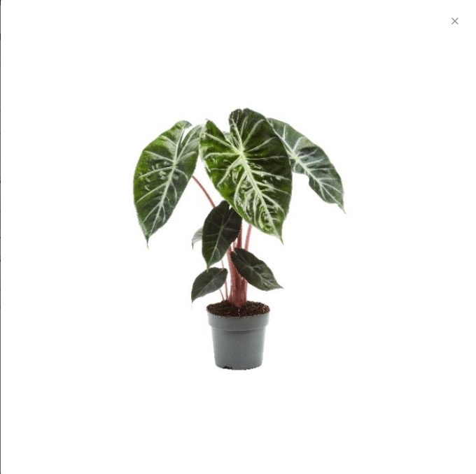 Alocasia Pink Dragon 14 plantlovers 45 1050