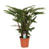 Calathea Rufibarba