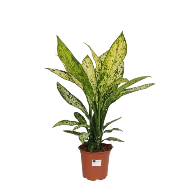 Dieffenbachia Vesuvius (Dieffenbachie Vesuvius) 60 cm