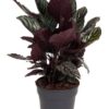 Calathea Ornata Sanderiana 26