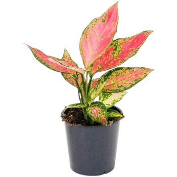 Aglaonema Cherry Baby (Kolbenfaden) 15 plantlovers 30