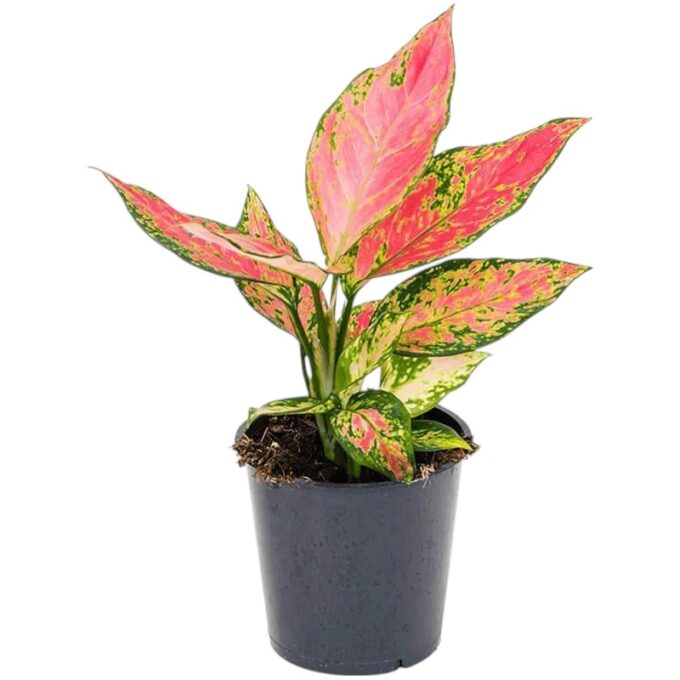 Aglaonema Cherry Baby (Kolbenfaden) 15 plantlovers 30
