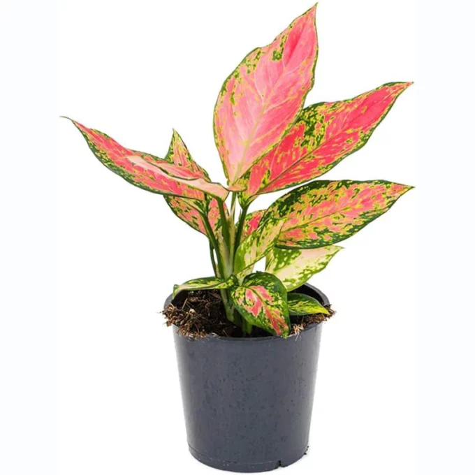 Aglaonema Cherry Baby (Kolbenfaden) 15 plantlovers 30