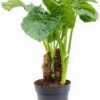Alocasia Macrorhizza Riesen Taro plantlovers
