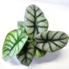Alocasia Silver Dragon Pfeilblatt plantlovers