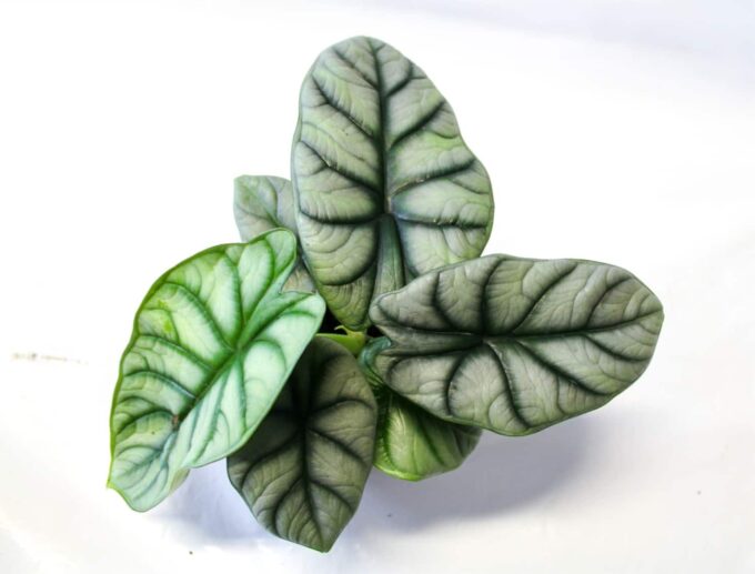 Alocasia Silver Dragon Pfeilblatt plantlovers