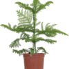 Araucaria Heterophylla