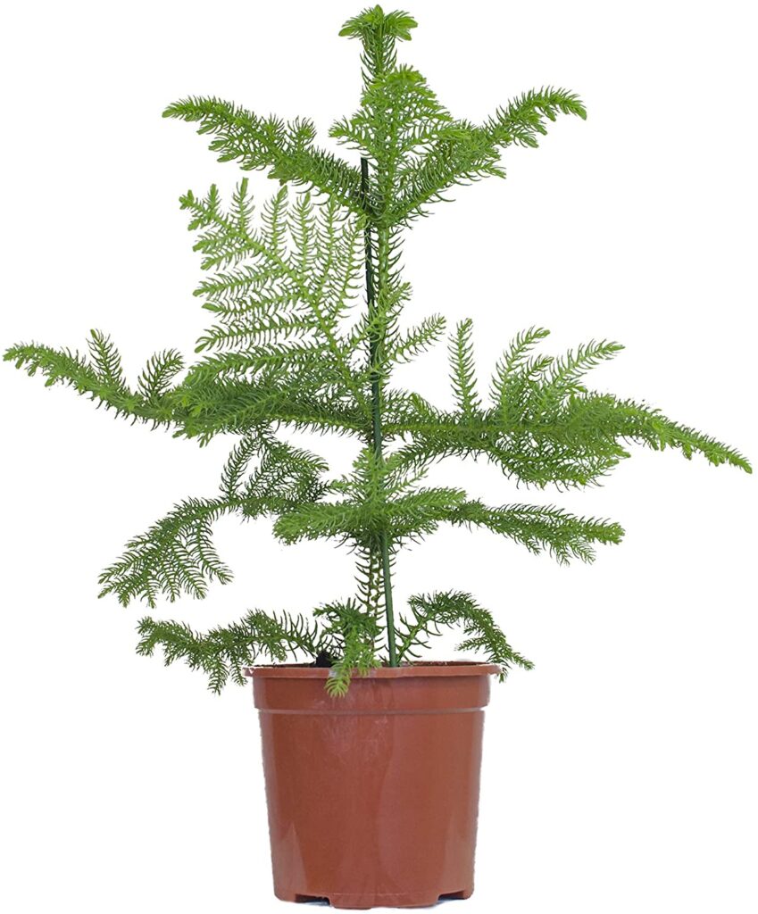Araucaria Heterophylla (Zimmertanne) online kaufen - plantlovers.ch