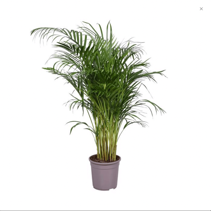 Areca Lutescens Dypsis Goldfruchtpalme 27 plantlovers 120