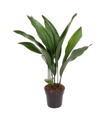 Aspidistra Elatior 70