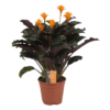 Calathea Crocata Candela (Korbmarante)