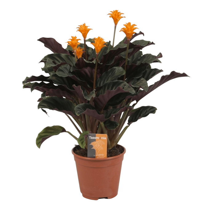 Calathea Crocata Candela (Korbmarante)