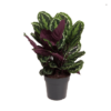 Calathea Mediallon Korbmarante 27 plantlovers 90 6664