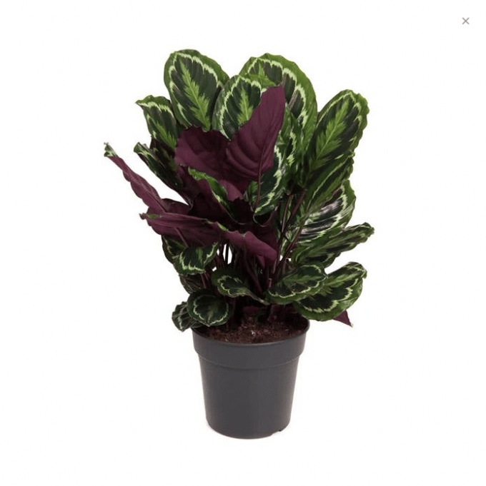 Calathea Mediallon Korbmarante 27 plantlovers 90 6664