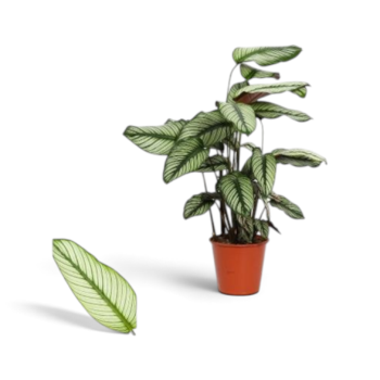 calathea majestica white star 19