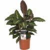 Calathea Maui Queen Korbmarante plantlovers
