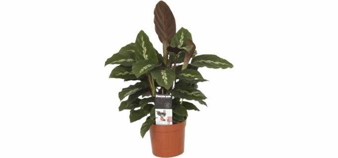 Calathea Maui Queen Korbmarante plantlovers