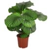 Calathea Orbifolia Korbmarante plantlovers