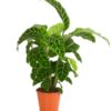 Calathea Zebrina Zebra-Korbmarante