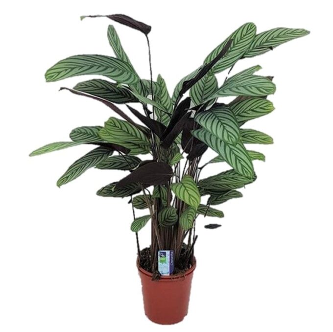 Ctenanthe Oppenheimiana Calathea