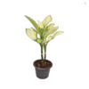 Dieffenbachia Tropic Marianne (Dieffenbachie Tropic Marianne 24 plantlovers 75