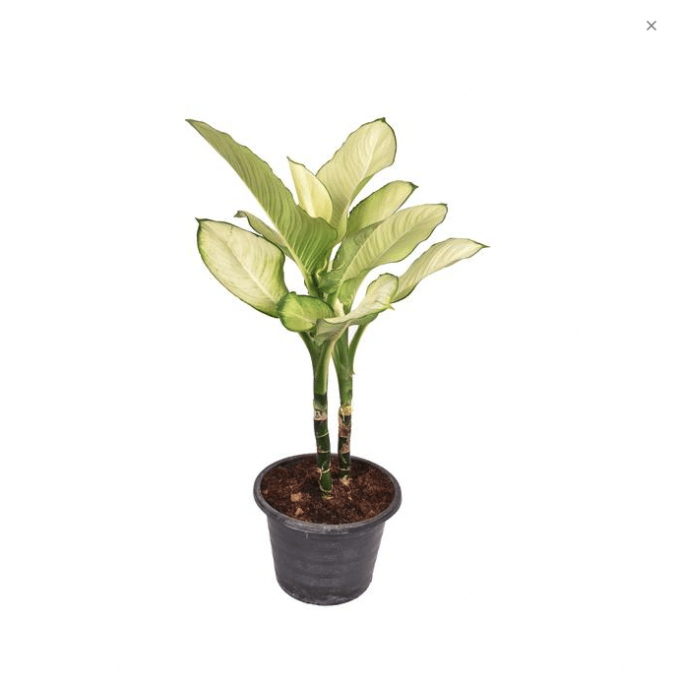 Dieffenbachia Tropic Marianne (Dieffenbachie Tropic Marianne 24 plantlovers 75