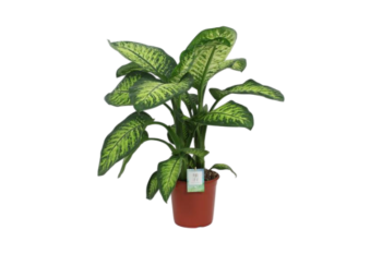 dieffenbachia seguine lemon tropic 24
