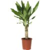 Dracaena Fragrans plantlovers